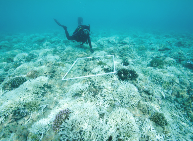 Marine Biologist Surveys Bleached Reef 638631722 6000×4000